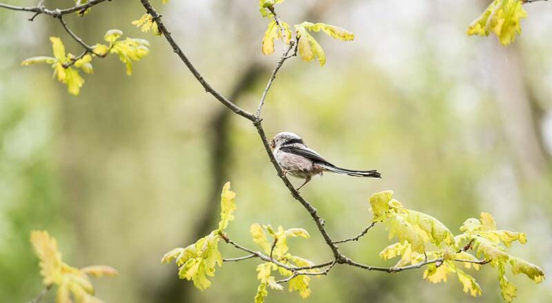 Florian_Caseau-Photo_quiz_oiseaux_initiation-