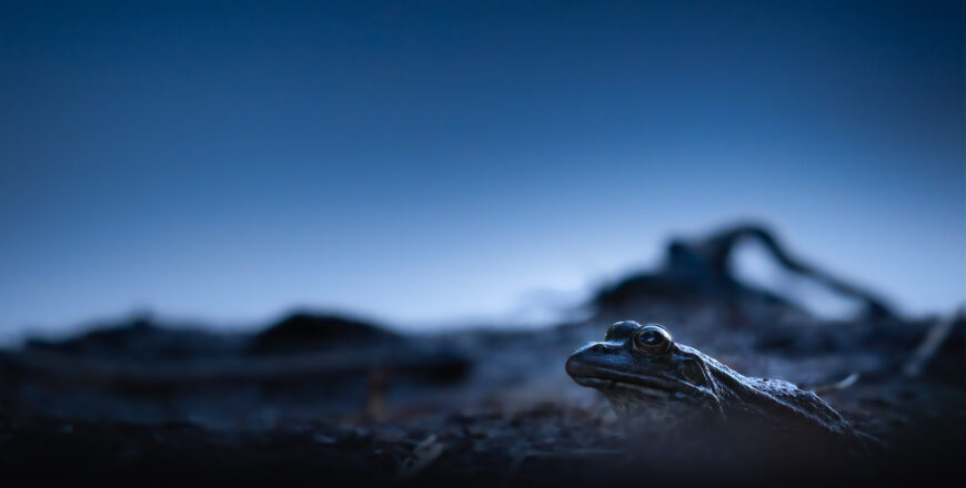 Florian-Caseau_Photographe_la-mare_03