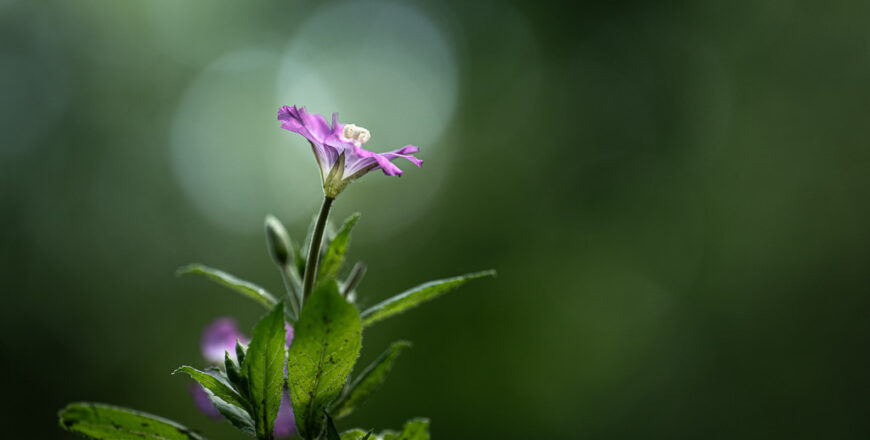Florian-Caseau_Photographe_initiation_fleurs