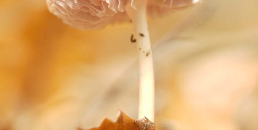 Florian-Caseau-Photographe_stage_champignon_initiation