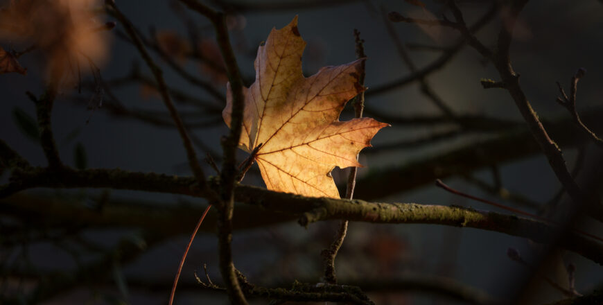 Florian-Caseau-Photographe_stage_les-couleurs-de-l'automne_initiation